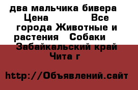 два мальчика бивера › Цена ­ 19 000 - Все города Животные и растения » Собаки   . Забайкальский край,Чита г.